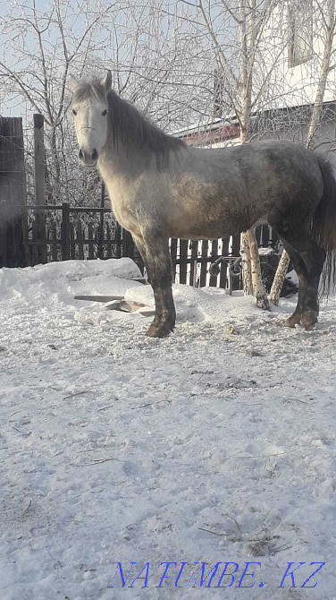 Лошади продам лох Павлодар - изображение 6