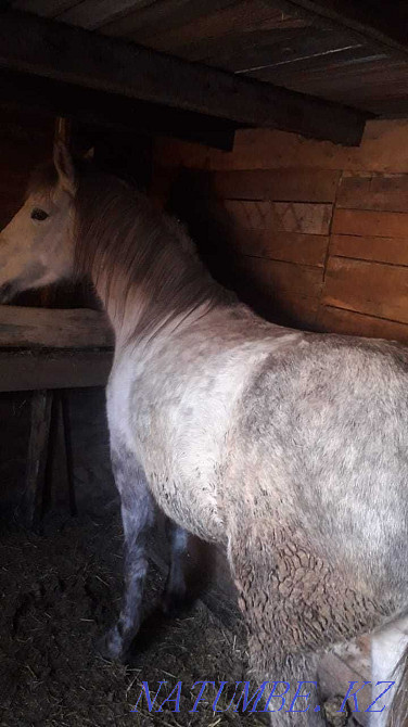 Лошади продам лох Павлодар - изображение 7