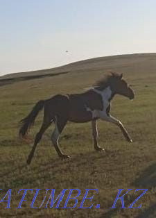 horses for sale Kokshetau - photo 1