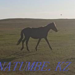 horses for sale Kokshetau - photo 2