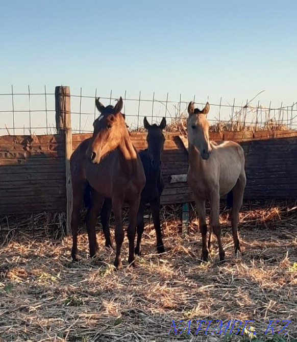 Young horses groomed Taldykorgan - photo 1