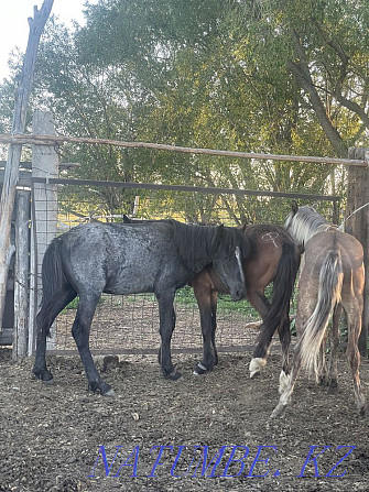 Horses three heads  - photo 2