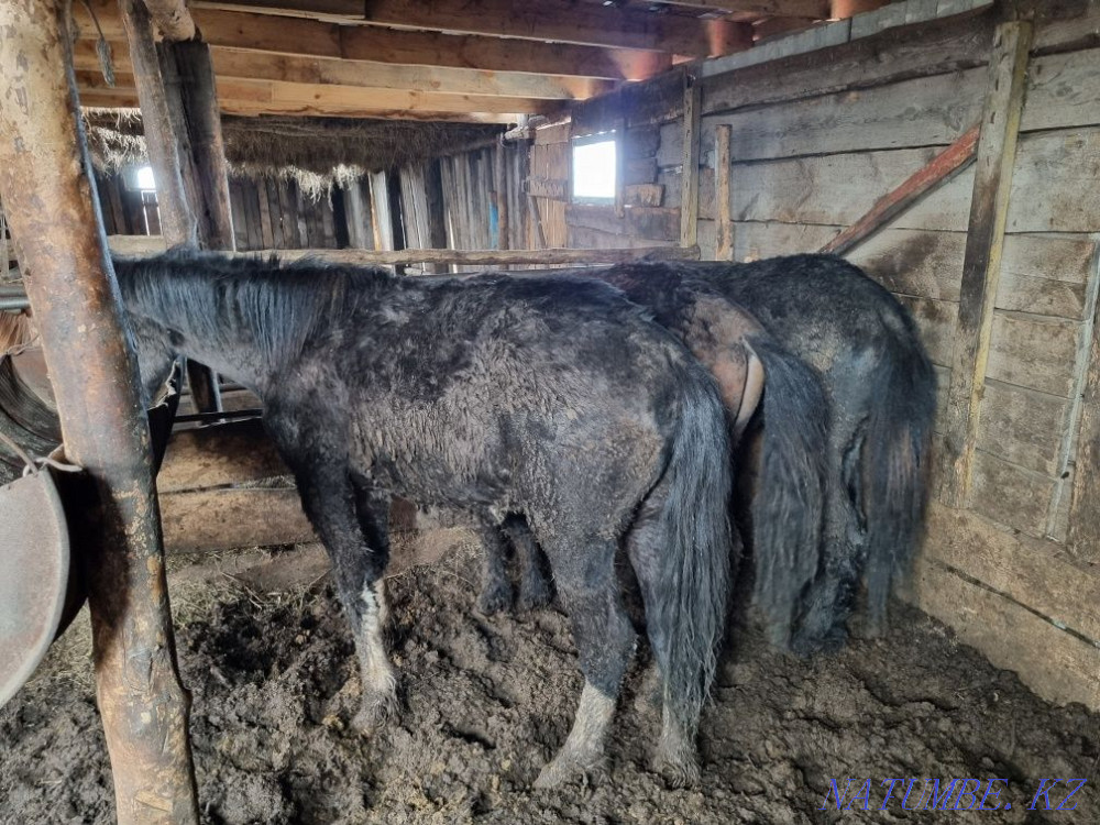 Лошади (байтал, кунан)  - изображение 3