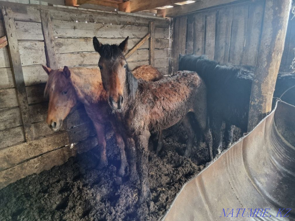 Лошади (байтал, кунан)  - изображение 4