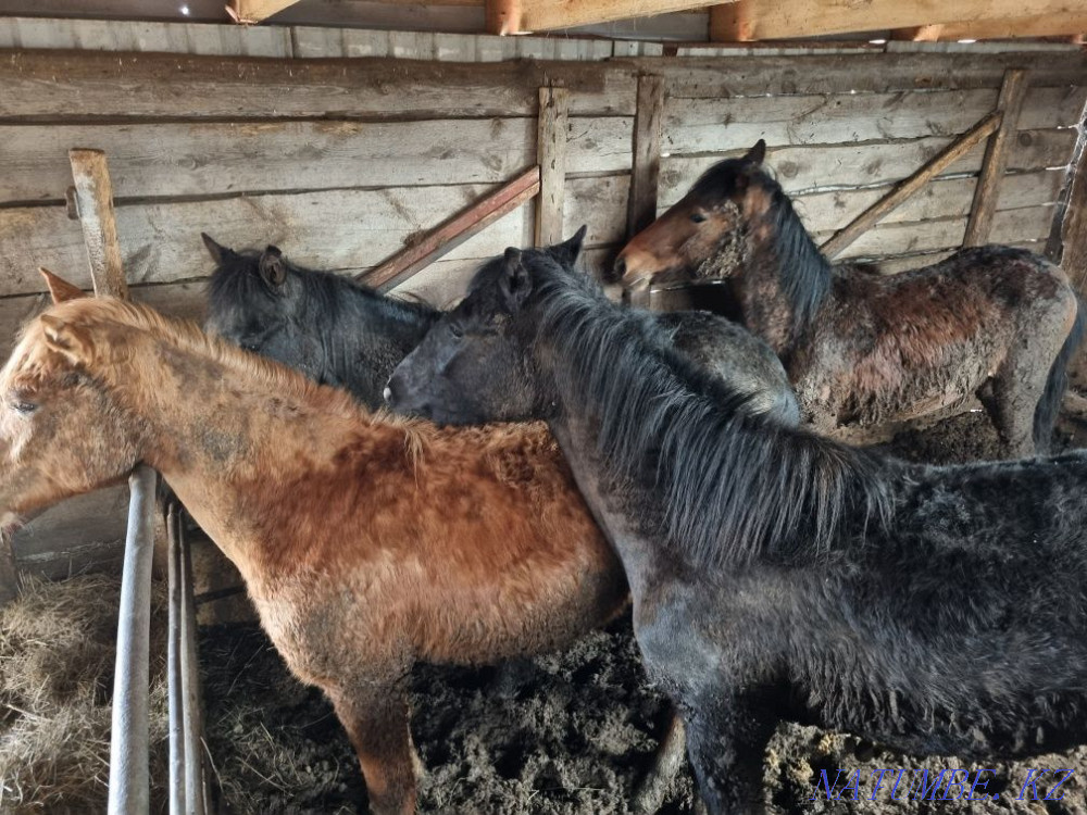 Лошади (байтал, кунан)  - изображение 6