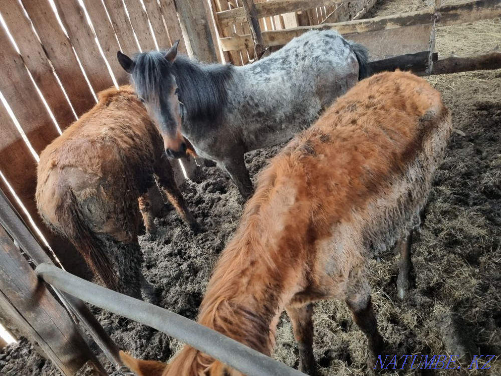 Лошади (байтал, кунан)  - изображение 5