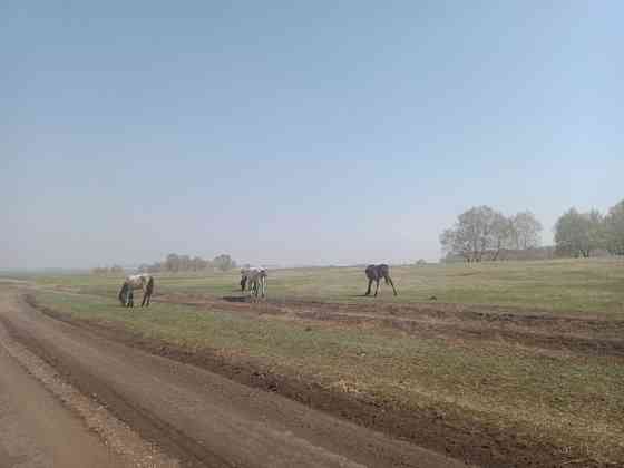 Лошади жеребые Kokshetau
