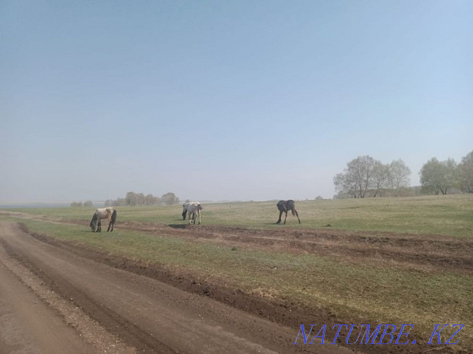 Лошади жеребые Кокшетау - изображение 3