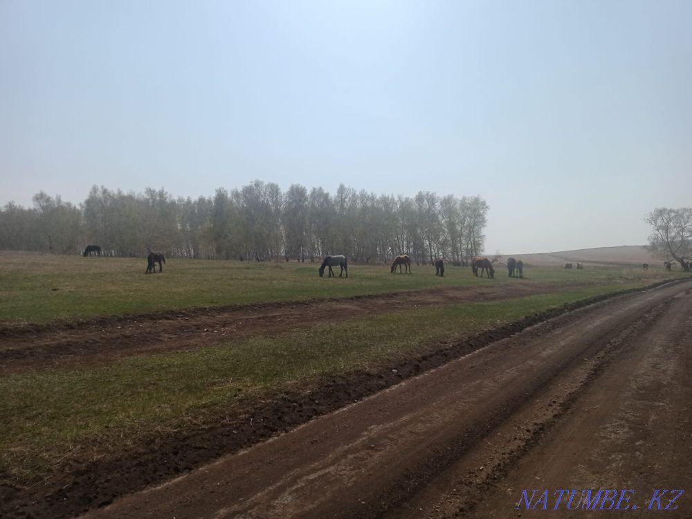 Лошади жеребые Кокшетау - изображение 1