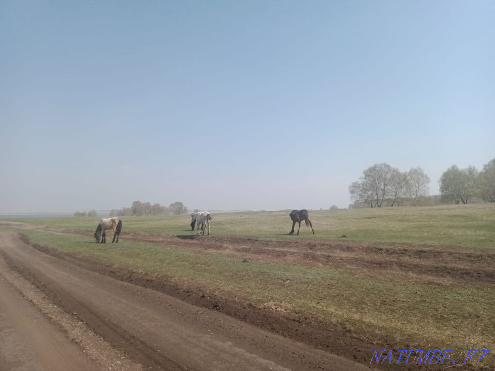 Лошади жеребые Кокшетау - изображение 3