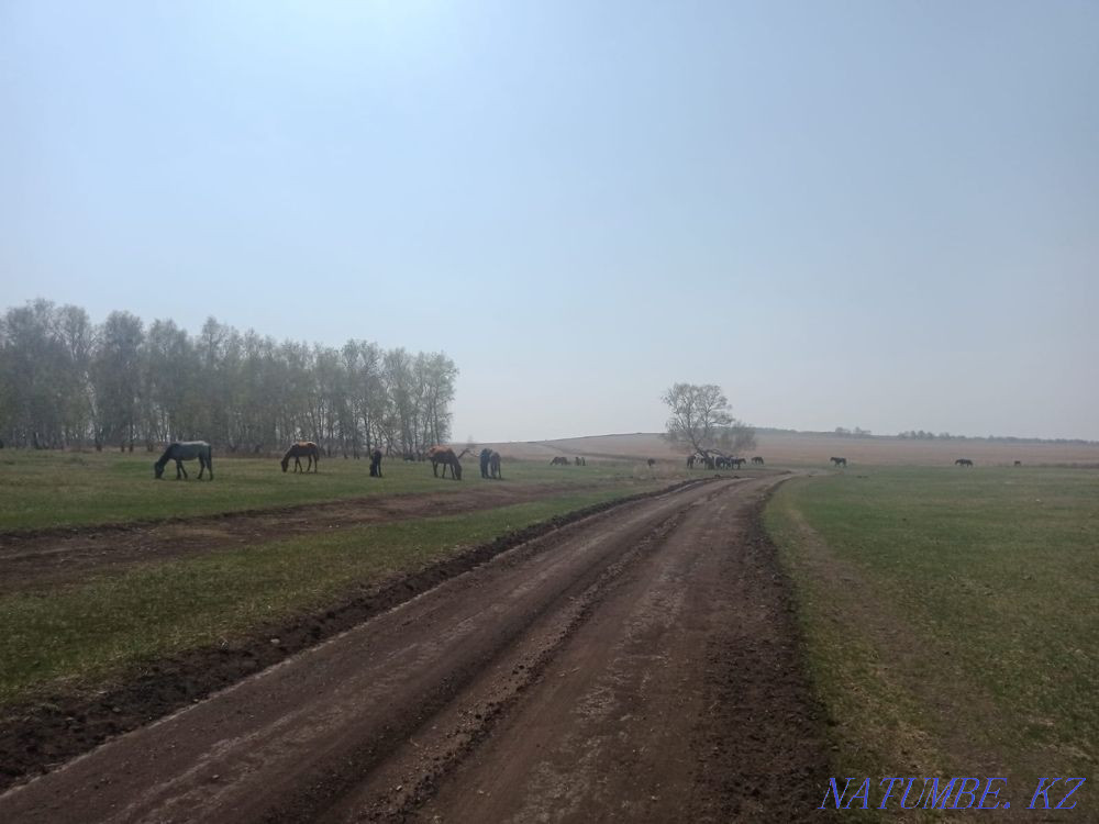 Лошади жеребые Кокшетау - изображение 2