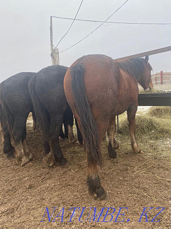 Heavy horses Vladimiravskiye Kostanay - photo 3