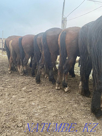 Heavy horses Vladimiravskiye Kostanay - photo 2