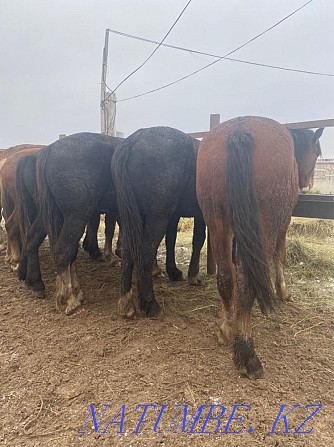 Heavy horses Vladimiravskiye Kostanay - photo 4