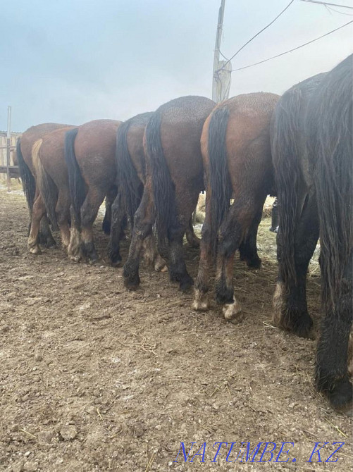 Лошади тяжеловозы Владимиравские Костанай - изображение 6