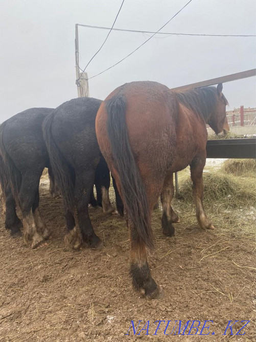Лошади тяжеловозы Владимиравские Костанай - изображение 5