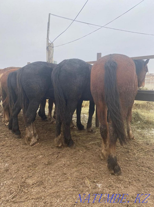 Лошади тяжеловозы Владимиравские Костанай - изображение 1