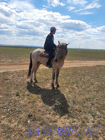 Horses Karagandy - photo 3