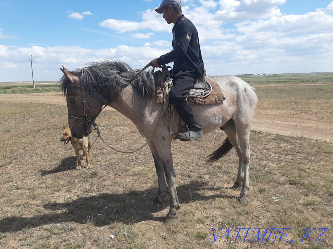 Horses Karagandy - photo 2