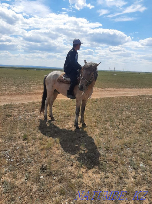 Лошади Караганда - изображение 3