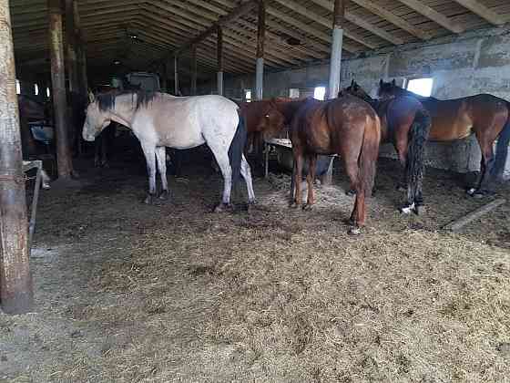 Продаю откормленных лошадей  Қарағанды