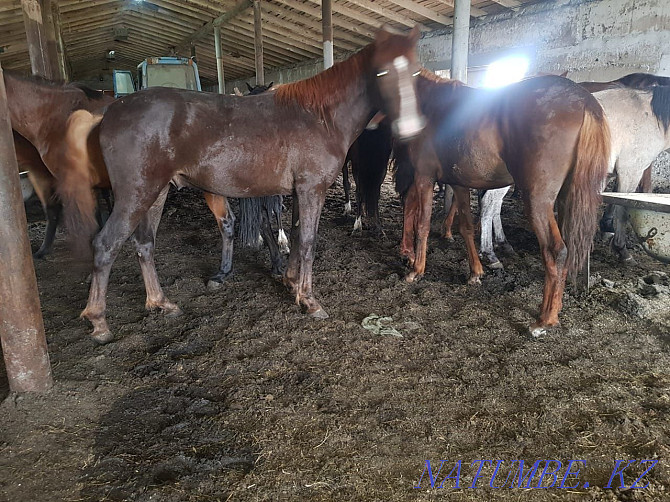 Продаю откормленных лошадей Караганда - изображение 1