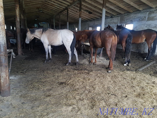 Продаю откормленных лошадей Караганда - изображение 2