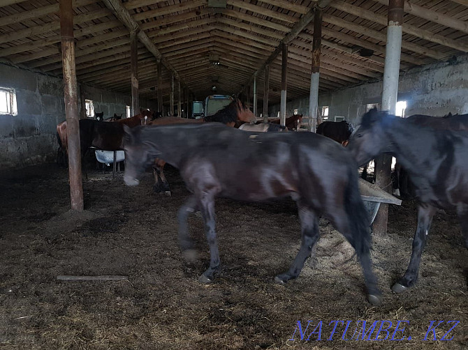 Продаю откормленных лошадей Караганда - изображение 5