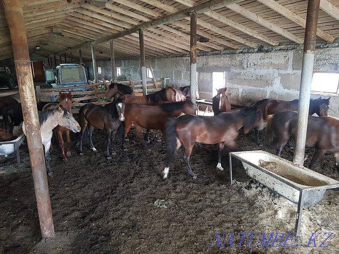 Продаю откормленных лошадей Караганда - изображение 6