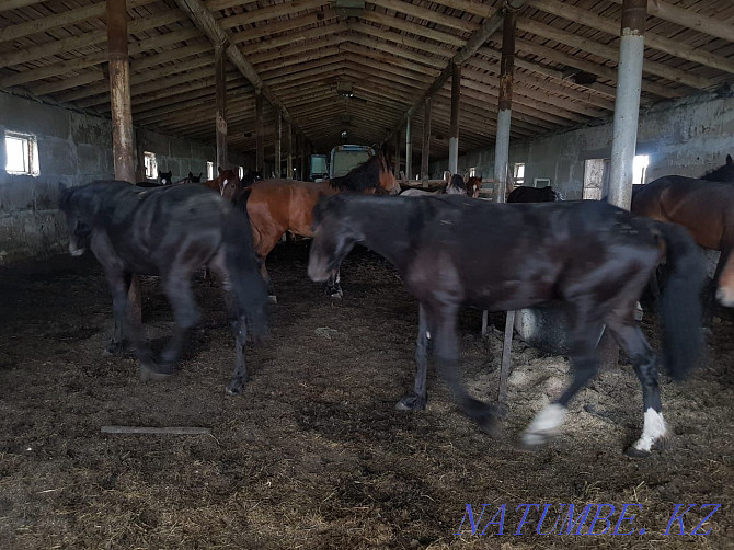 I sell fattened horses Karagandy - photo 7
