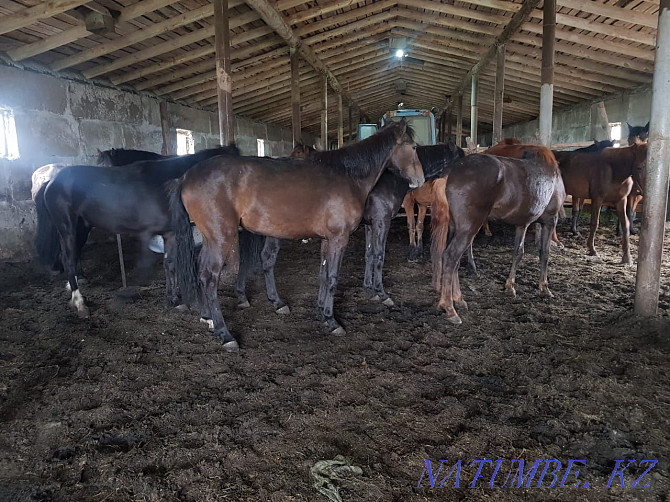 I sell fattened horses Karagandy - photo 4
