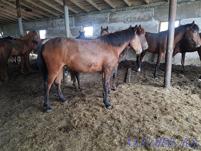Продаю откормленных лошадей Караганда - изображение 3