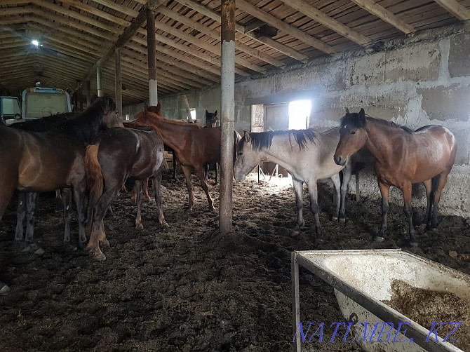 I sell fattened horses Karagandy - photo 8