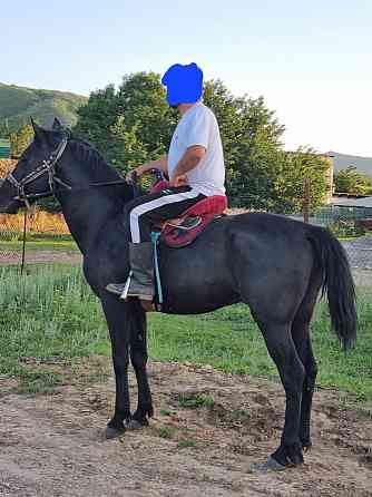 Лошадь кокпар жеребец айгыр ай?ыр кокпар Almaty