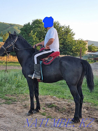 Horse kokpar stallion aigyr ai?yr kokpar Almaty - photo 1