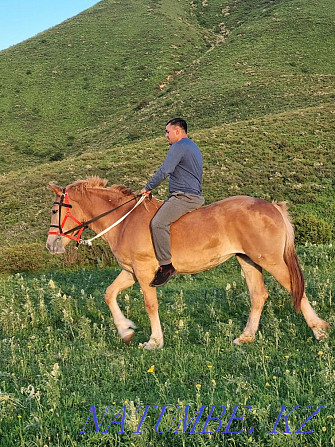 Horse kokpar stallion aigyr ai?yr kokpar Almaty - photo 7