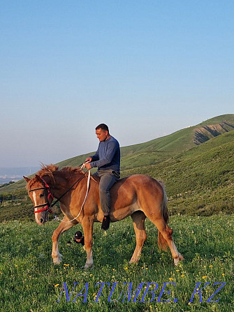 Horse kokpar stallion aigyr ai?yr kokpar Almaty - photo 6