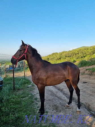 Horse kokpar stallion aigyr ai?yr kokpar Almaty - photo 4