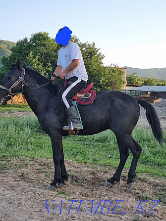 Horse kokpar stallion aigyr ai?yr kokpar Almaty - photo 2