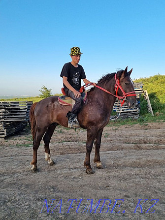 Horse kokpar stallion aigyr ai?yr kokpar Almaty - photo 5