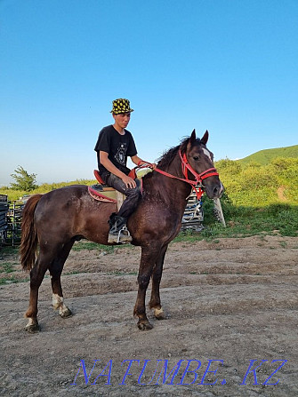 Horse kokpar stallion aigyr ai?yr kokpar Almaty - photo 3