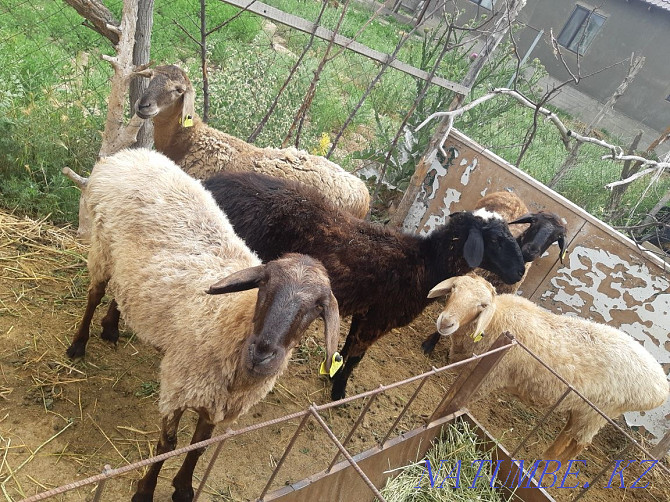 Sheep sheep cow goats dog sheep horse b??a Сарыкемер - photo 4
