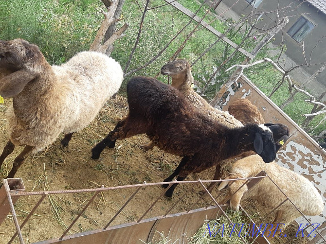 Sheep sheep cow goats dog sheep horse b??a Сарыкемер - photo 7