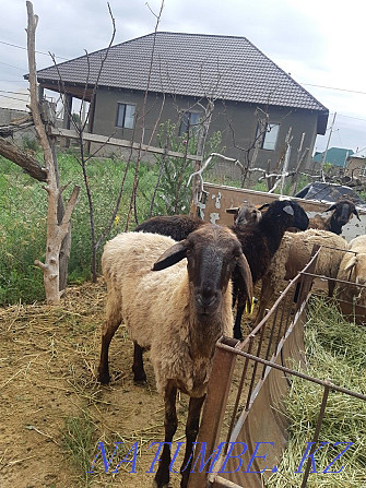 Sheep sheep cow goats dog sheep horse b??a Сарыкемер - photo 5