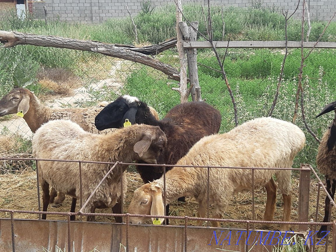 Sheep sheep cow goats dog sheep horse b??a Сарыкемер - photo 6