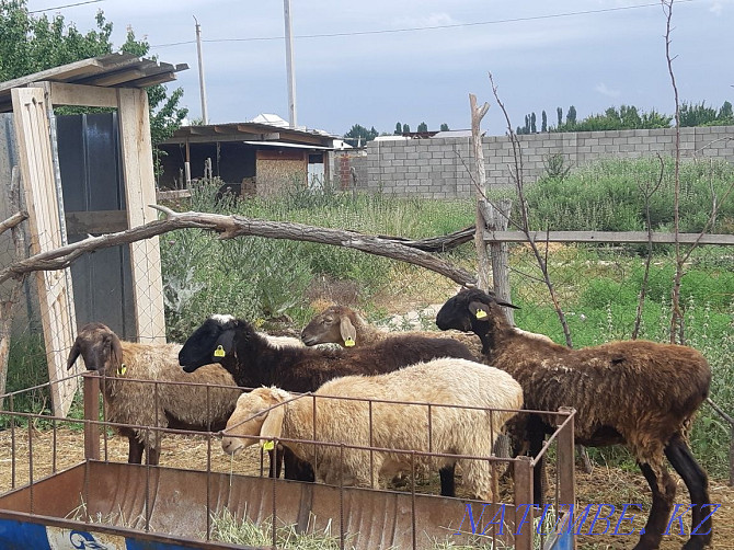 Sheep sheep cow goats dog sheep horse b??a Сарыкемер - photo 3