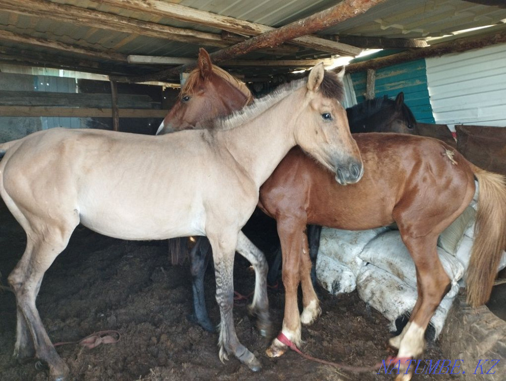 Лошади жыл?ы ?ш еркек тайлар сатылады Актобе - изображение 1