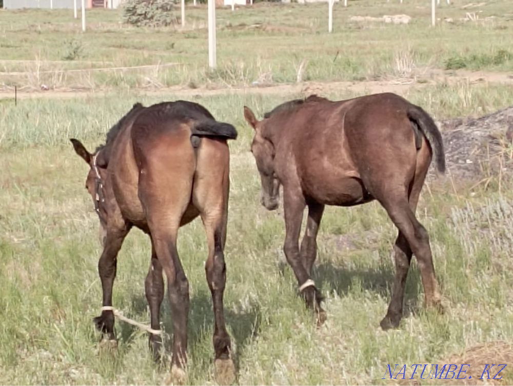 horse-tai Semey - photo 8