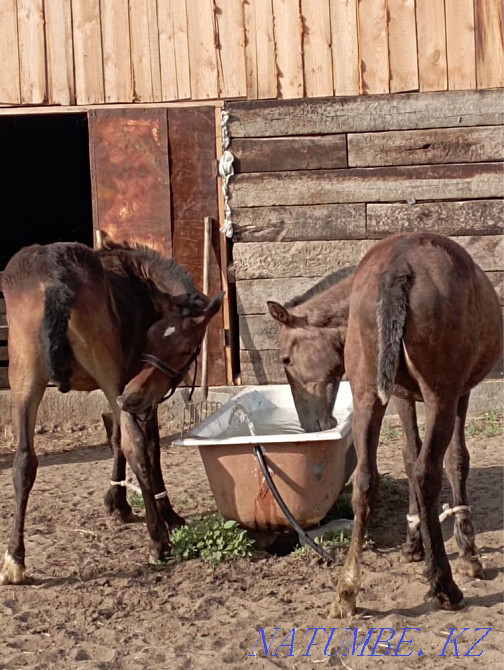 horse-tai Semey - photo 1