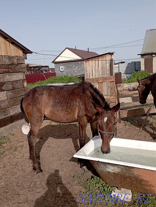 horse-tai Semey - photo 2